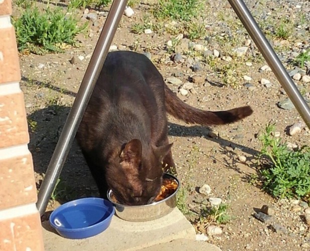 餌を食べるクロ