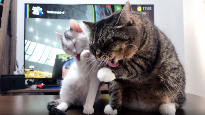 毛繕いする子猫と猫2