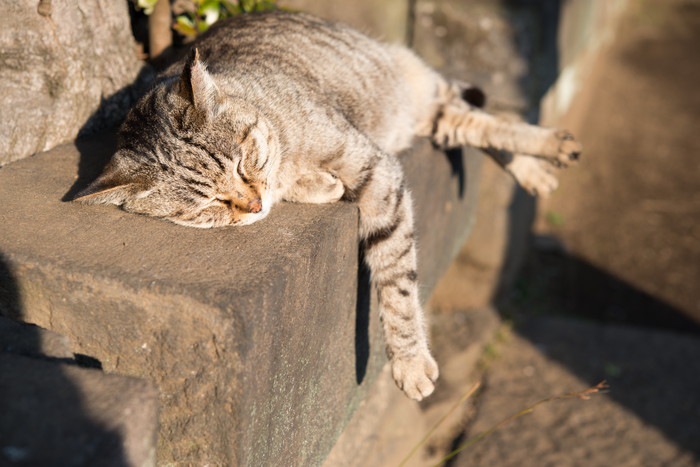 眠る野良猫