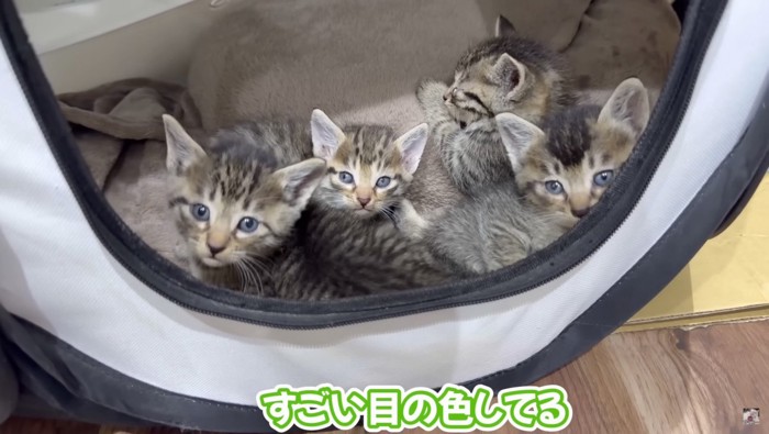 見つめてくる子猫