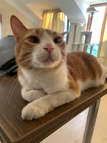 横になる猫
