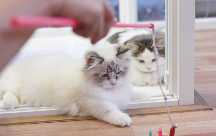 猫じゃらしで遊ぶ猫と見つめる猫