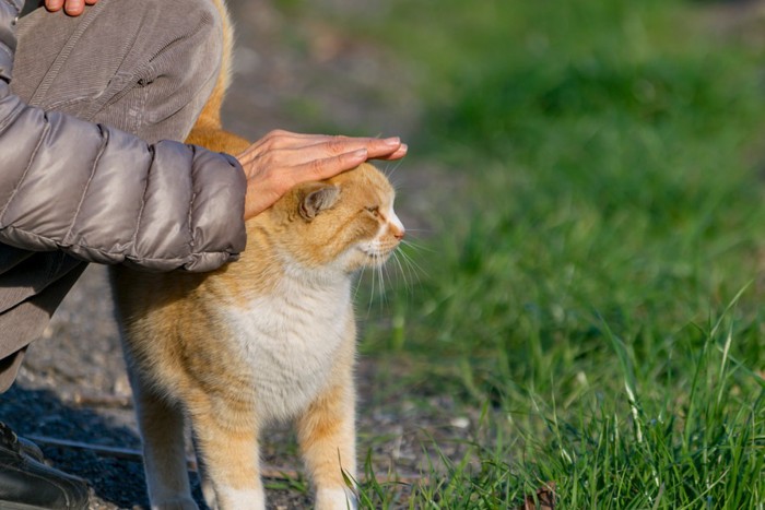 頭を撫でられる猫