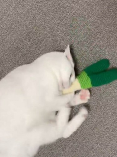 おもちゃをけりけりする白猫（おもちゃを蹴ったところ）