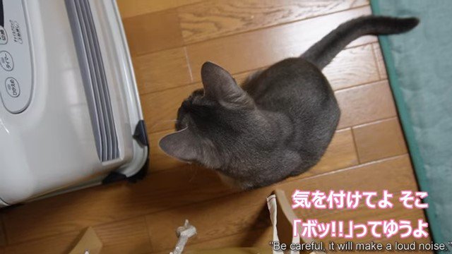 ストーブの前にいる猫