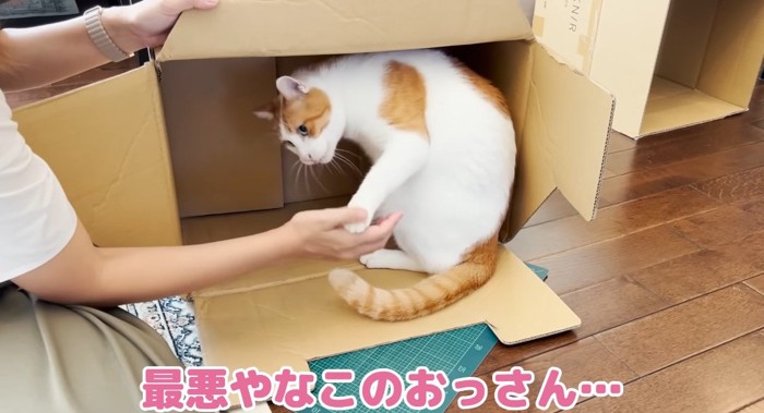 パンチする猫