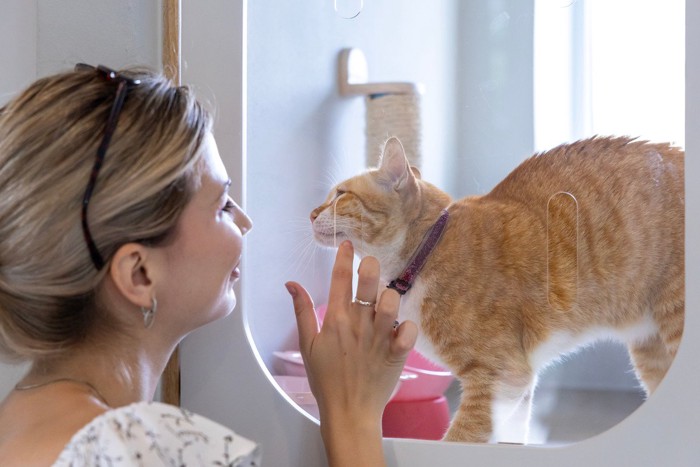 ホテル滞在中の猫