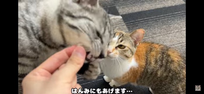 食べちゃう