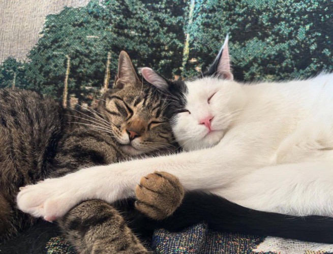 仲良く眠る猫