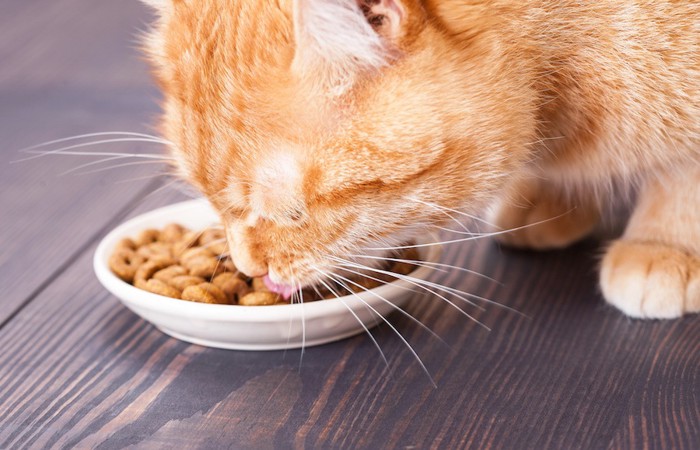 ご飯を食べる茶トラ