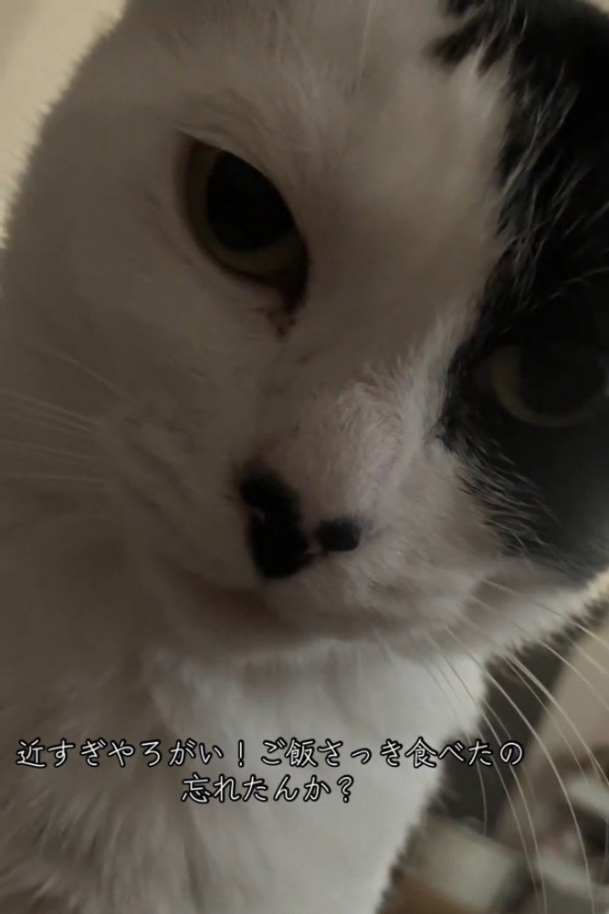 猫の顔