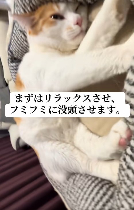 ベッドの中でふみふみしている猫