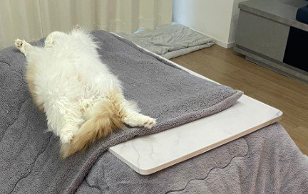 こたつの上で眠る猫