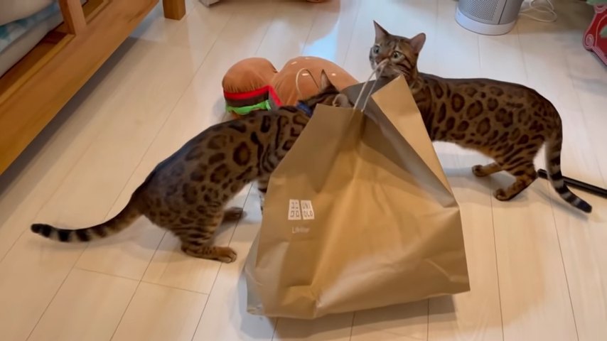 紙袋に顔を入れる猫