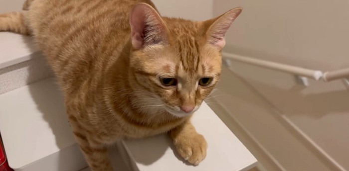 白いところに乗っている猫