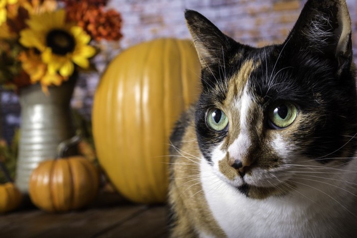 こちらを見る2匹の猫