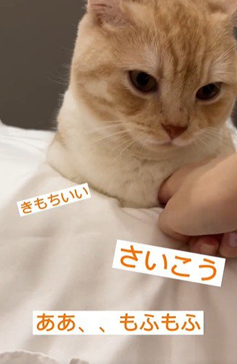 猫の胸元を触っている人
