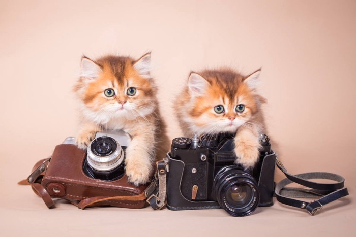カメラと子猫たち