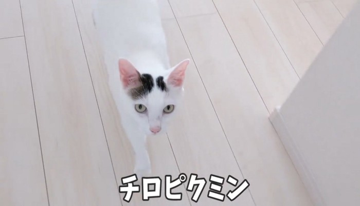 飼い主の後をついていく猫