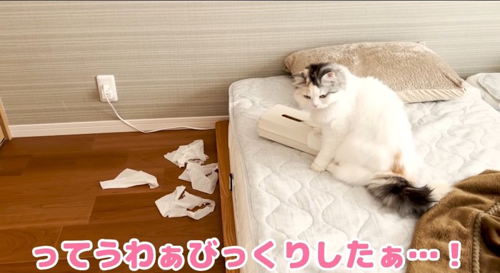 振り返る猫