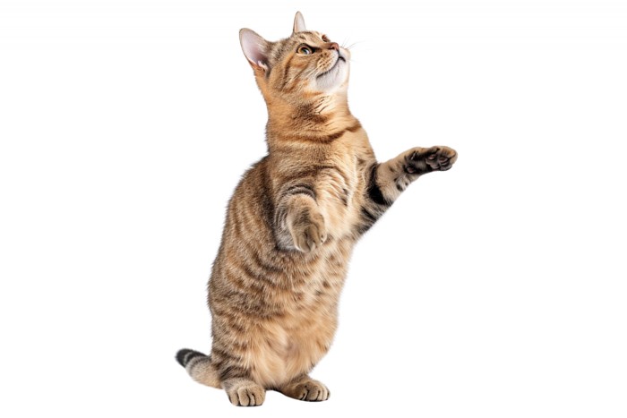 ソコケの飼い方のイメージ画像