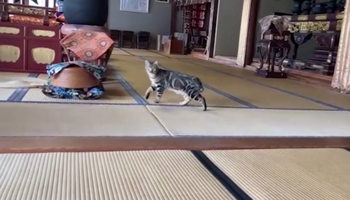 本堂を歩いている猫