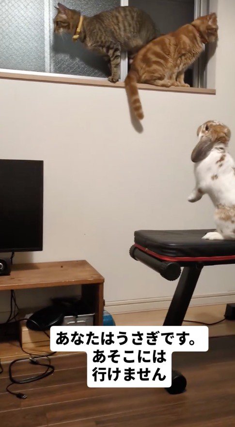 猫たちがいる窓を立ち上がって眺めるうさぎ