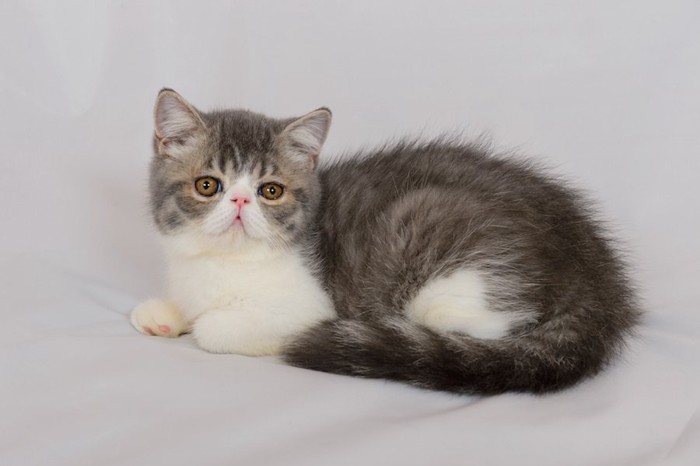 エキゾチックショートヘアのふわふわの子猫