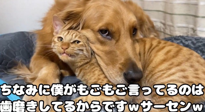 いぬとねこ