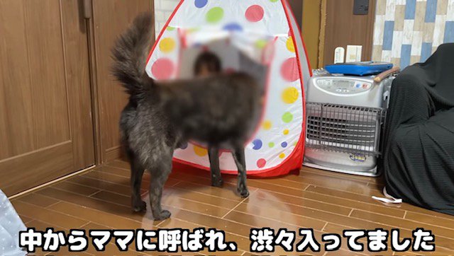 子供用テントを覗き込む甲斐犬