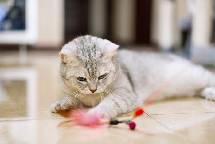 おもちゃをねらう猫