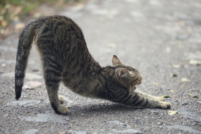 ストレッチするキジトラ猫