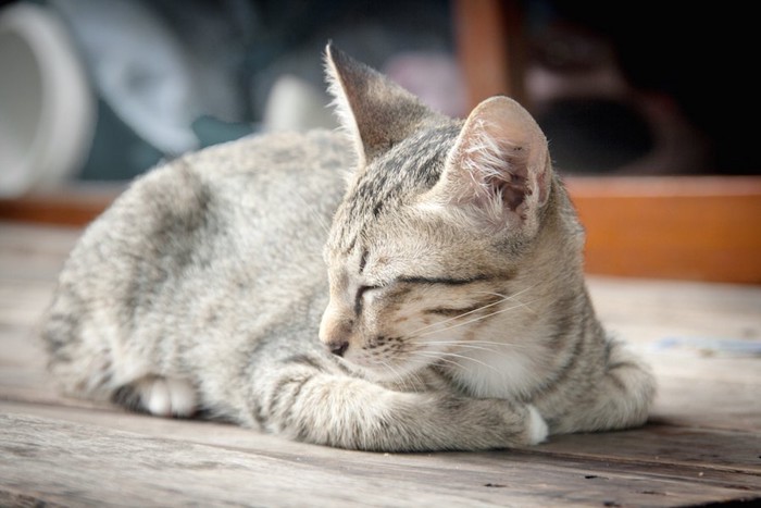 片手を隠して眠っている猫