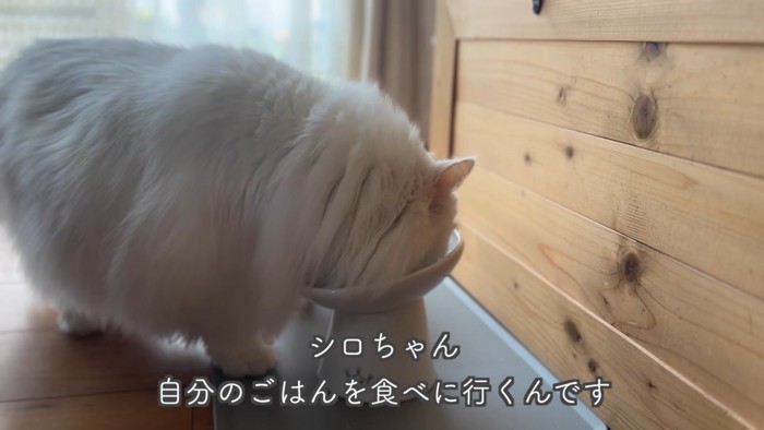 テロップ「シロちゃん自分のごはんを~」