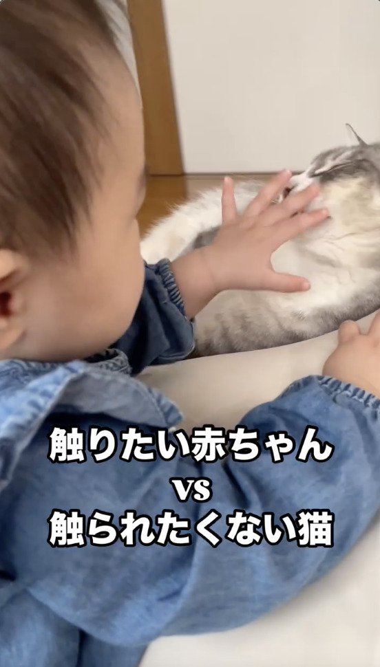 赤ちゃんに触られる猫