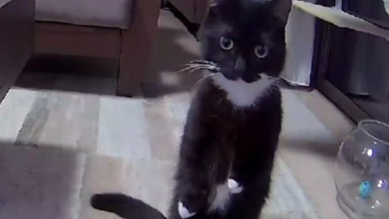 室内にいる猫