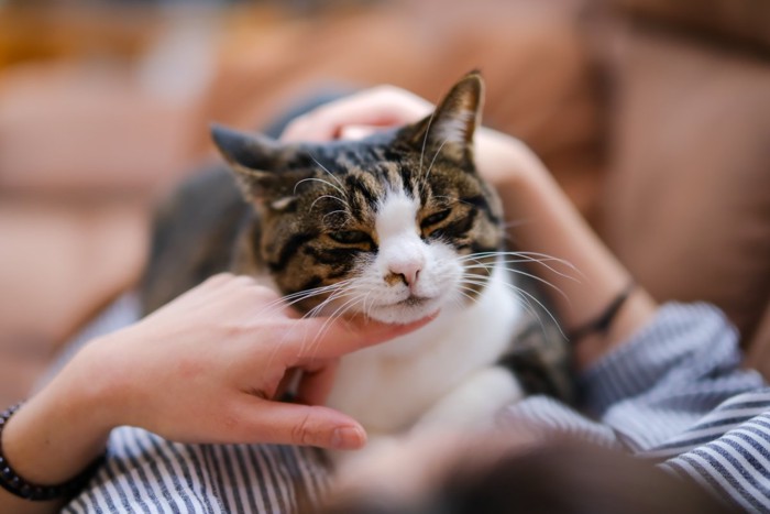 猫とのスキンシップ