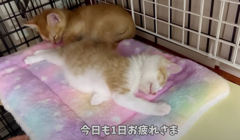 ぐっすり眠る子猫