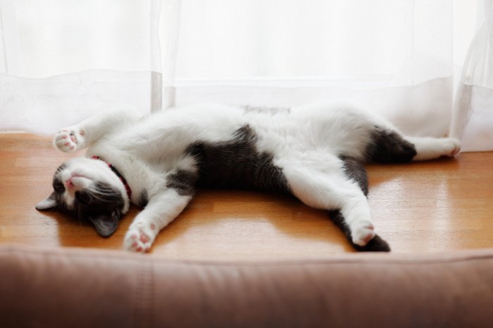 窓際で仰向けで寝る猫