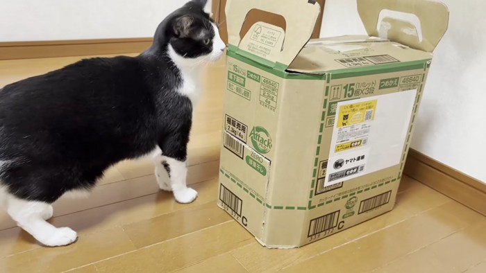段ボール箱の匂いを嗅ぐハチワレ猫
