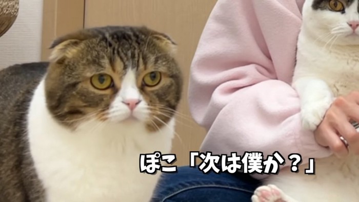 折れ耳猫の顔