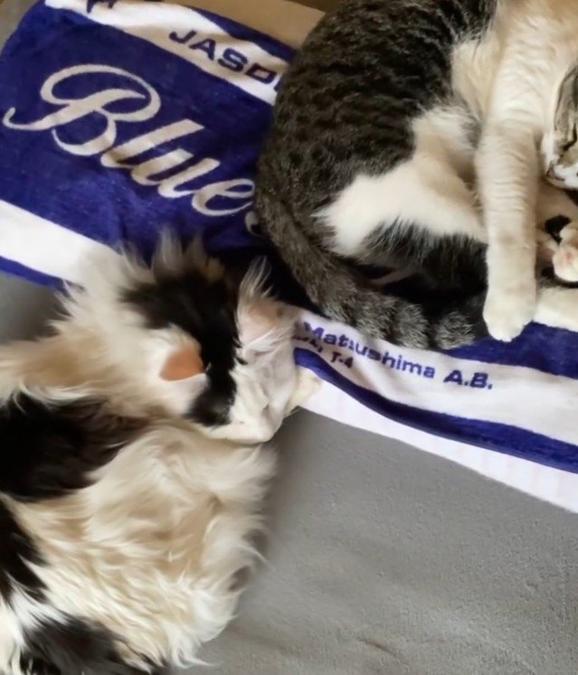 布団で寝る2匹の猫