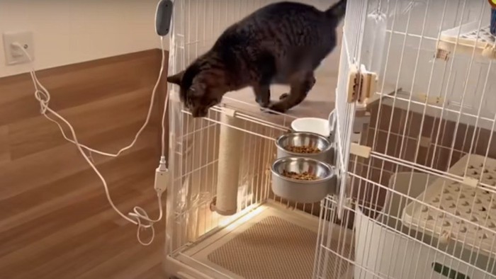 ケージから飛び降りる猫