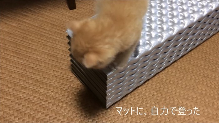 テントマットに登る子猫