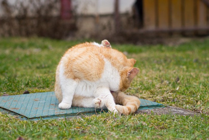 お尻をなめようとしている猫