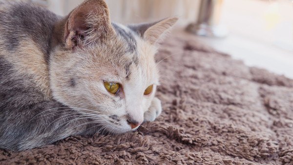 寂しそうに伏せる猫