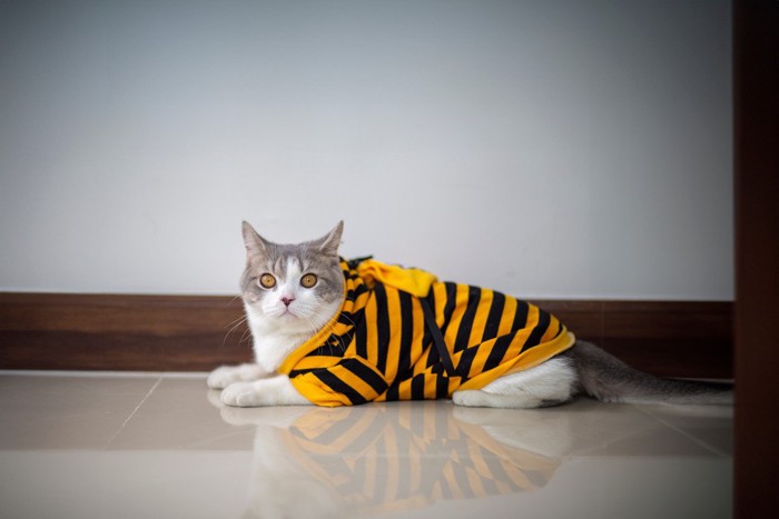 服を着て座る猫