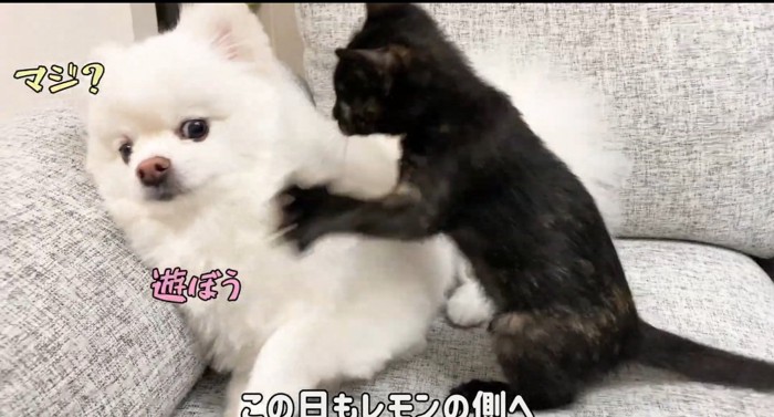 飛びかかる猫