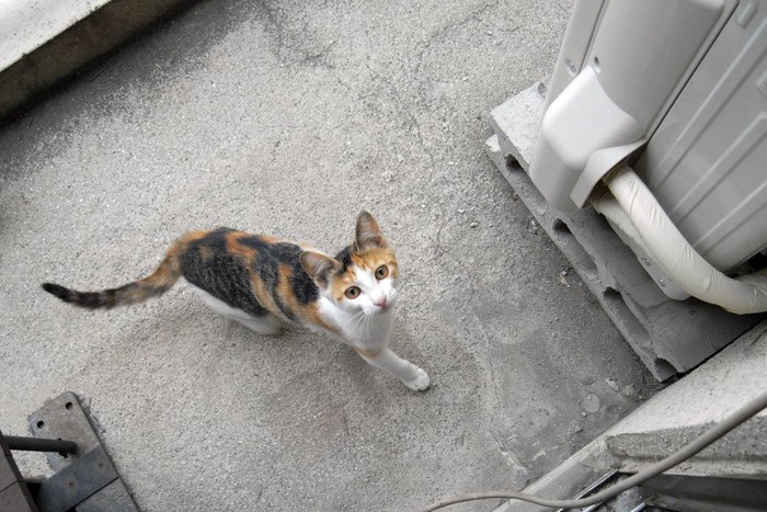 室外機近くの猫