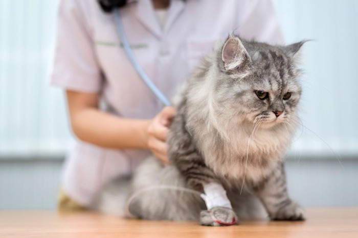 点滴中の猫